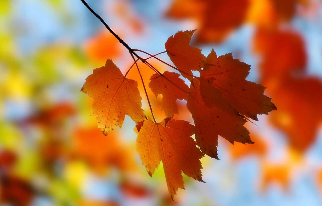 Maple leaf
