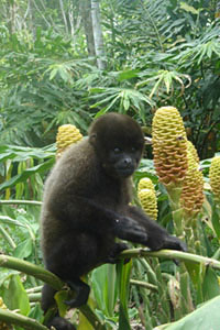 Amazon tours image of forest monkey