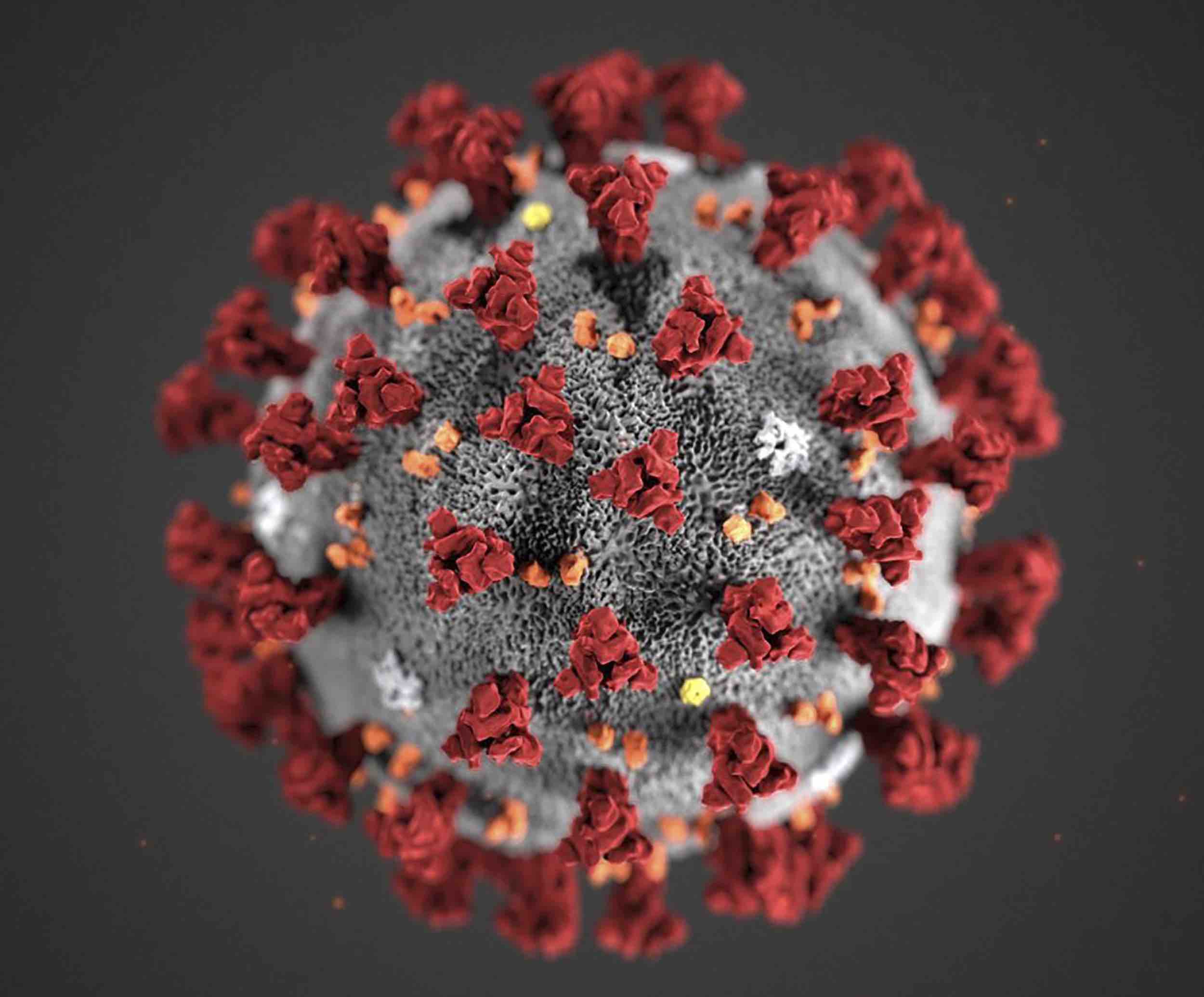 image of corona virus under microscope 