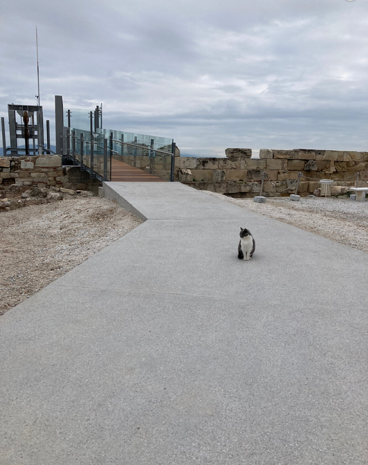 Acropolis, new-laid path with cat
