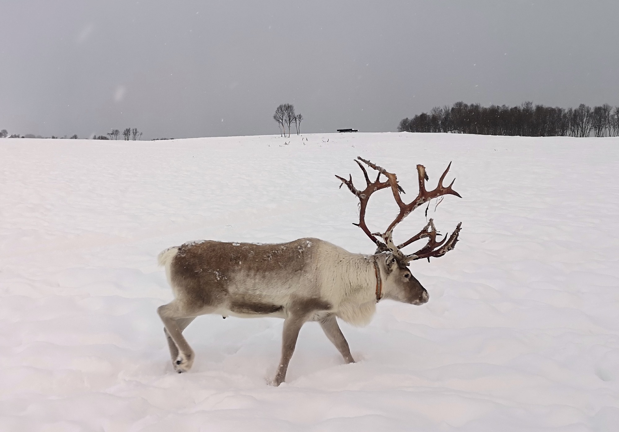 Reindeer by Tromsø Accessible Tours  