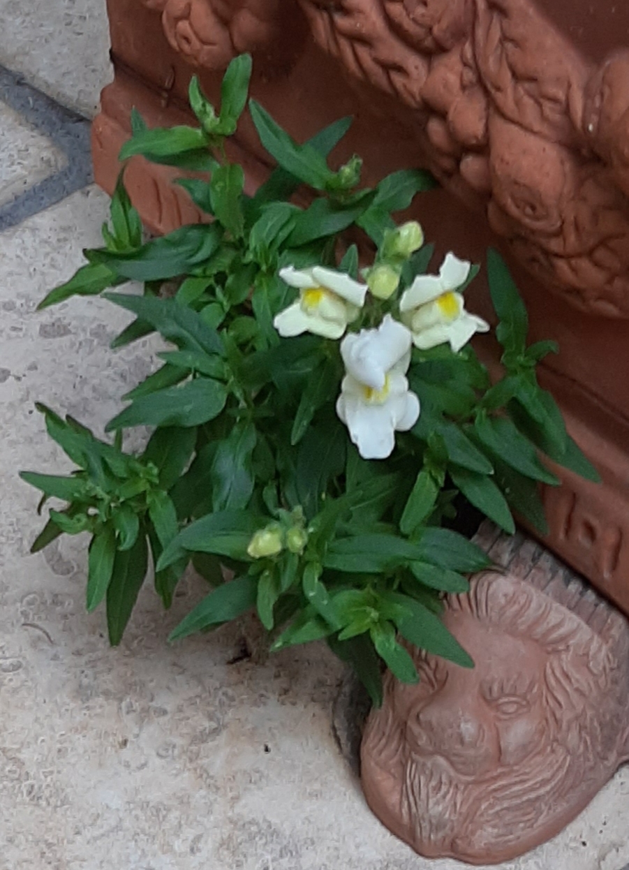 Image of flowering seedling growing outside a plantpot. Photo by Anna Grazia Laura  
